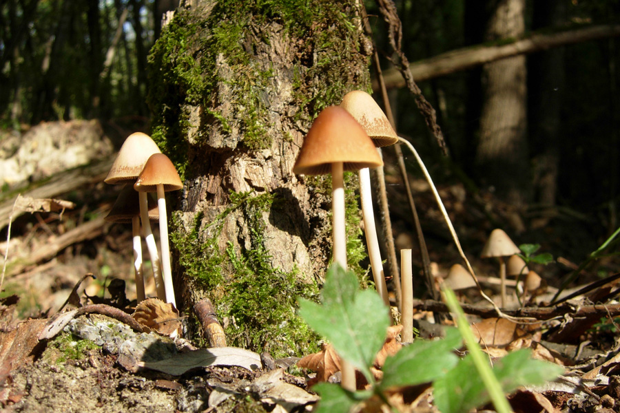 Due funghi da Rio Rocca